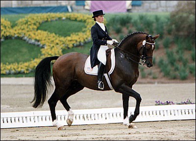 Les chevaux de selle
