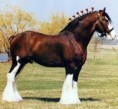 Le Clydesdale